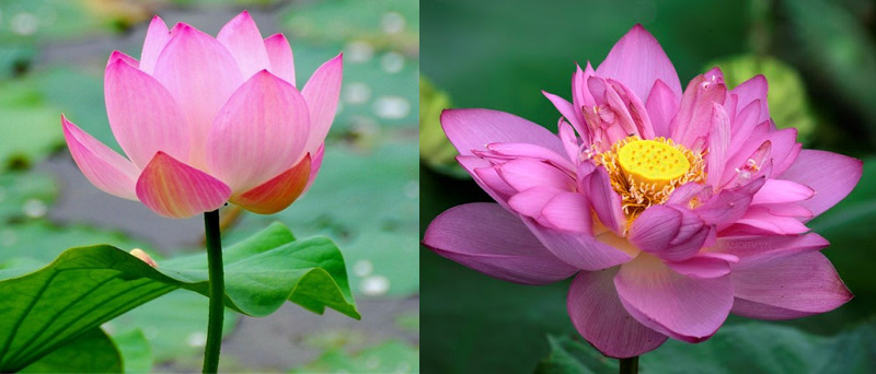 các loại hoa sen ở việt nam