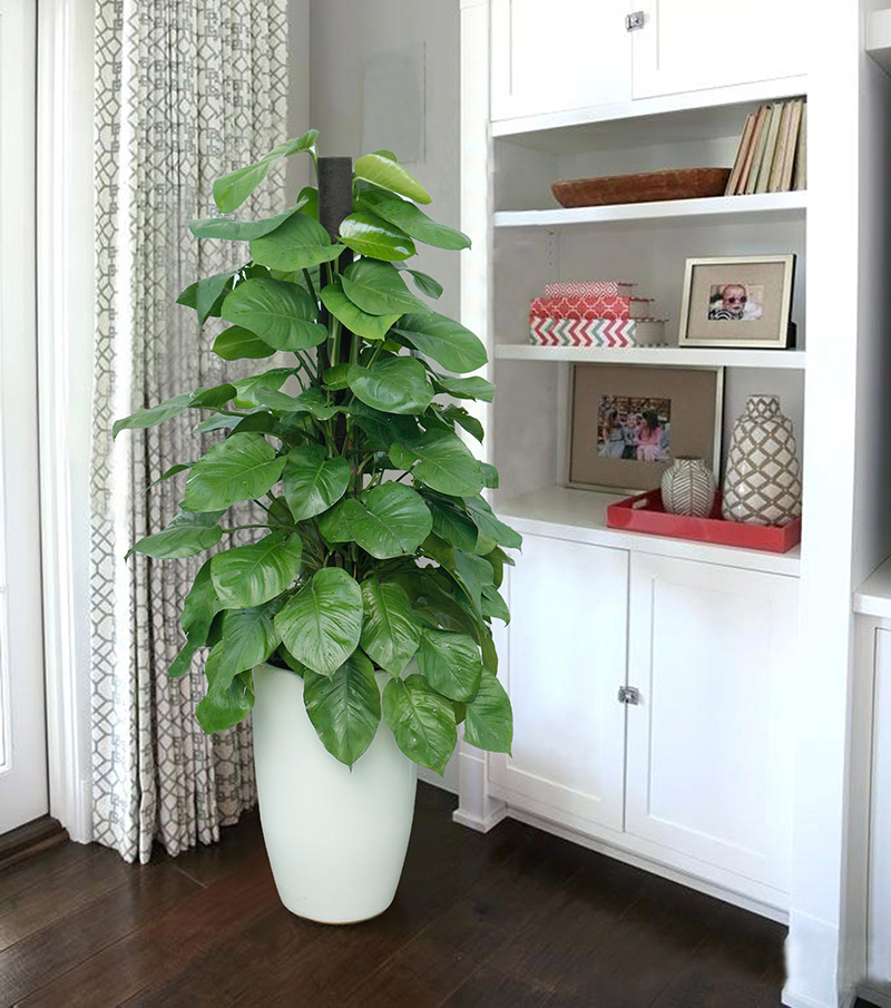 cây trầu bà leo cột