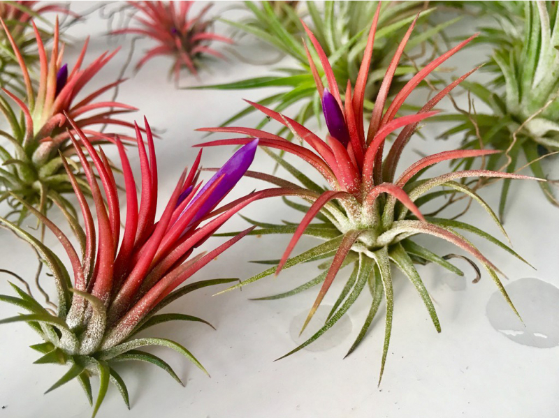 cung bảo bình hợp cây không khí tillandsia