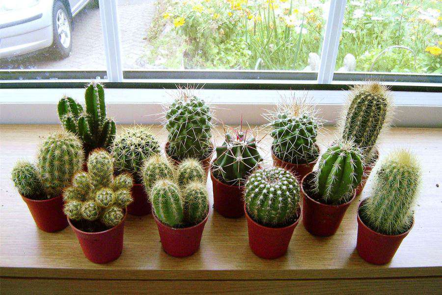 Cung bạch dương hợp cây xương rồng