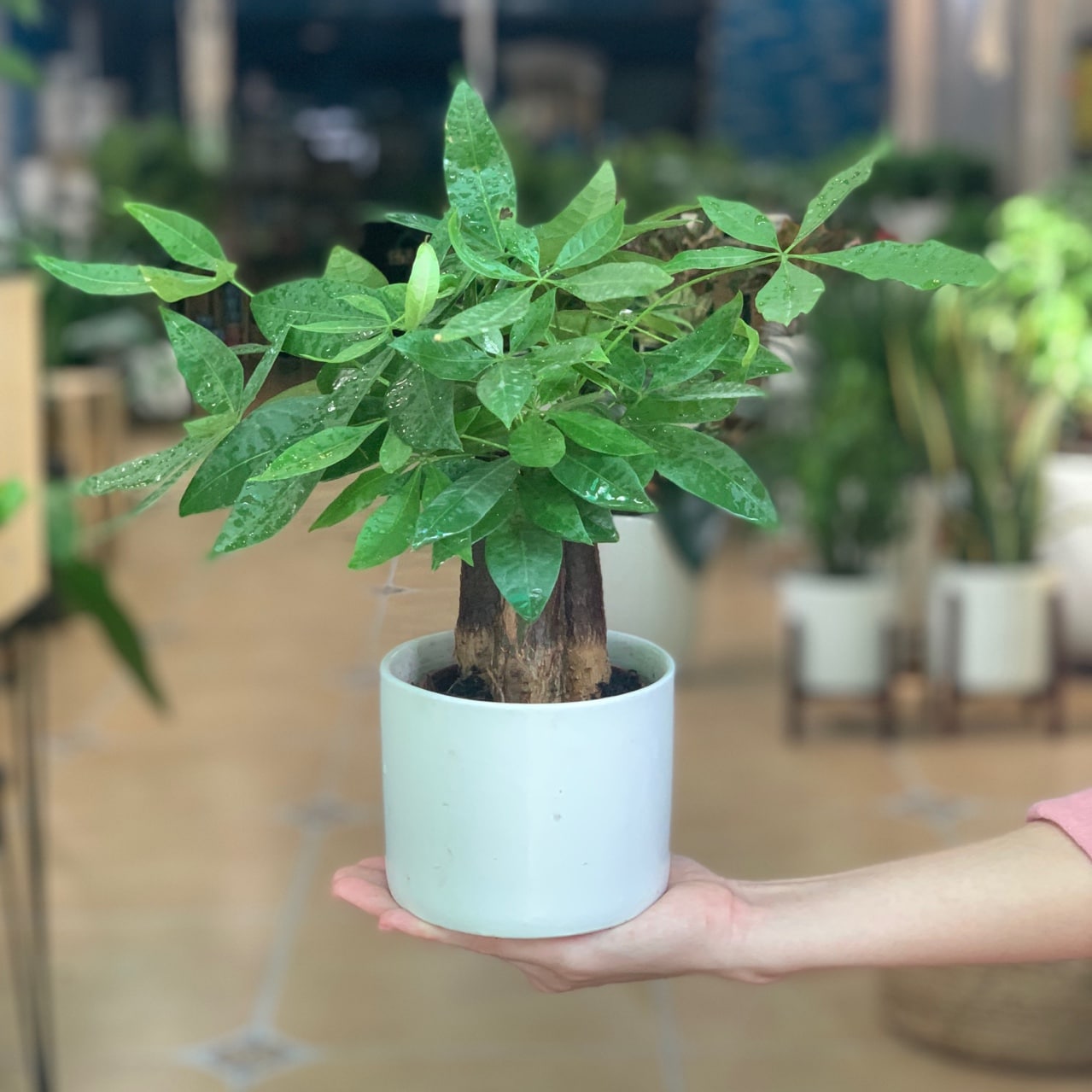 cung kim ngưu hợp cây kim ngân