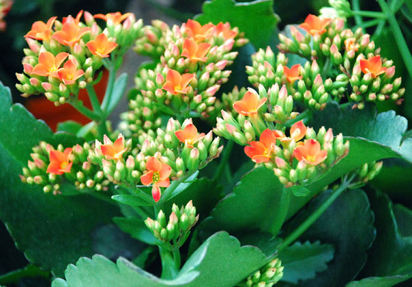 cung song tử hợp cây sống đời