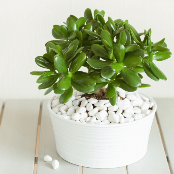 cung cự giải hợp cây phỉ thúy