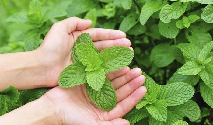 cung xử nữ hợp cây bạc hà