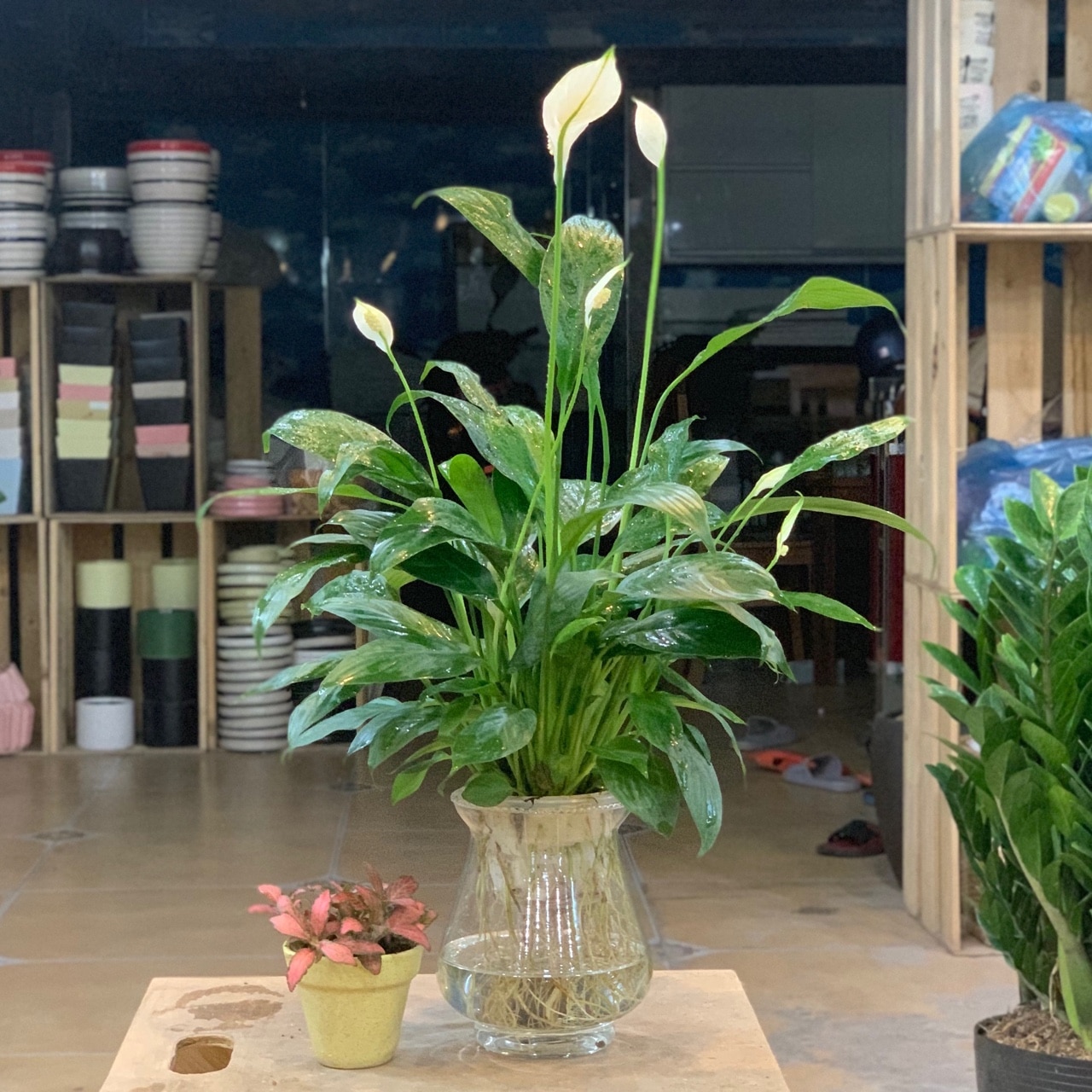 cung thiên bình hợp cây lan ý