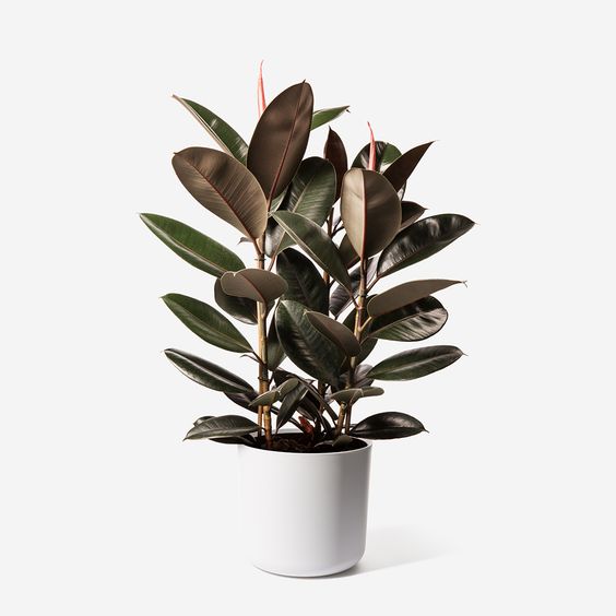 cung ma kết hợp cây búp đa đỏ