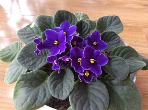 cung song ngư hợp cây tử linh lan