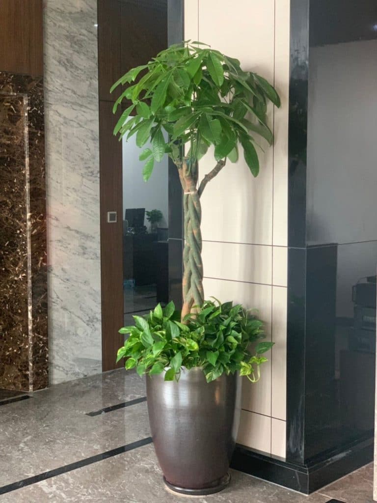 cây kim ngân thắt bím