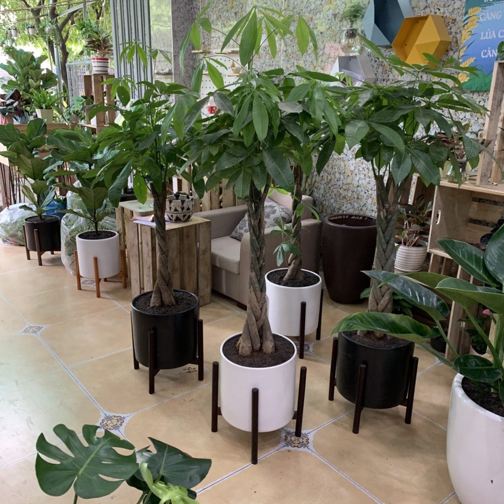 cây kim ngân tại shop