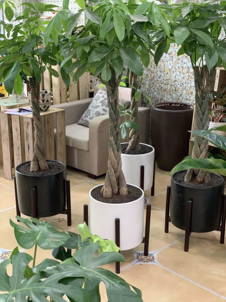 cây kim ngân nội thất