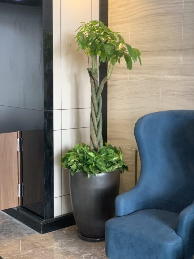 cây nội thất kim ngân