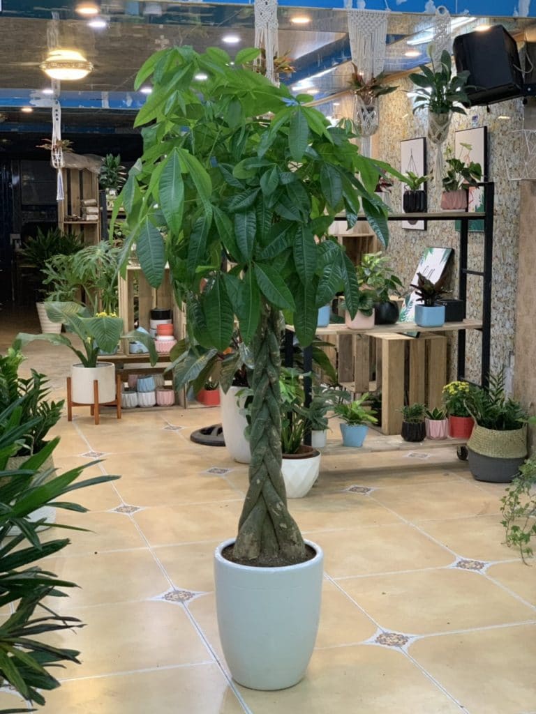 cây kim ngân nội thất đẹp