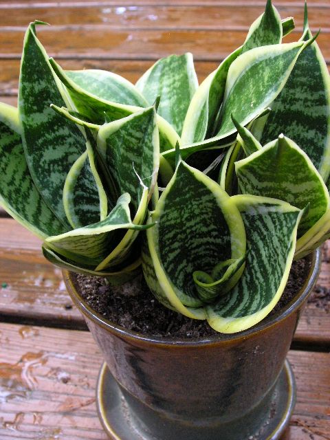 cây lưỡi hổ dawrf laurentii