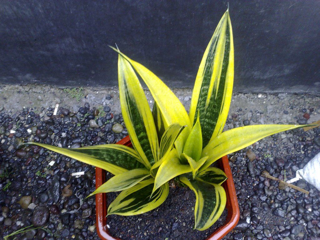 cây lưỡi hổ vàng lữa