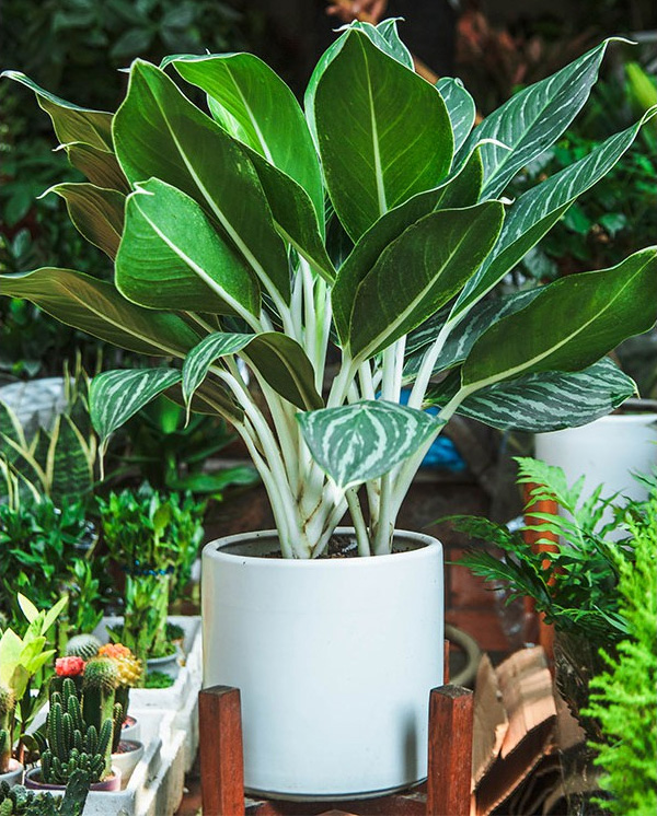 tác dụng của cây bạch mã hoàng tử