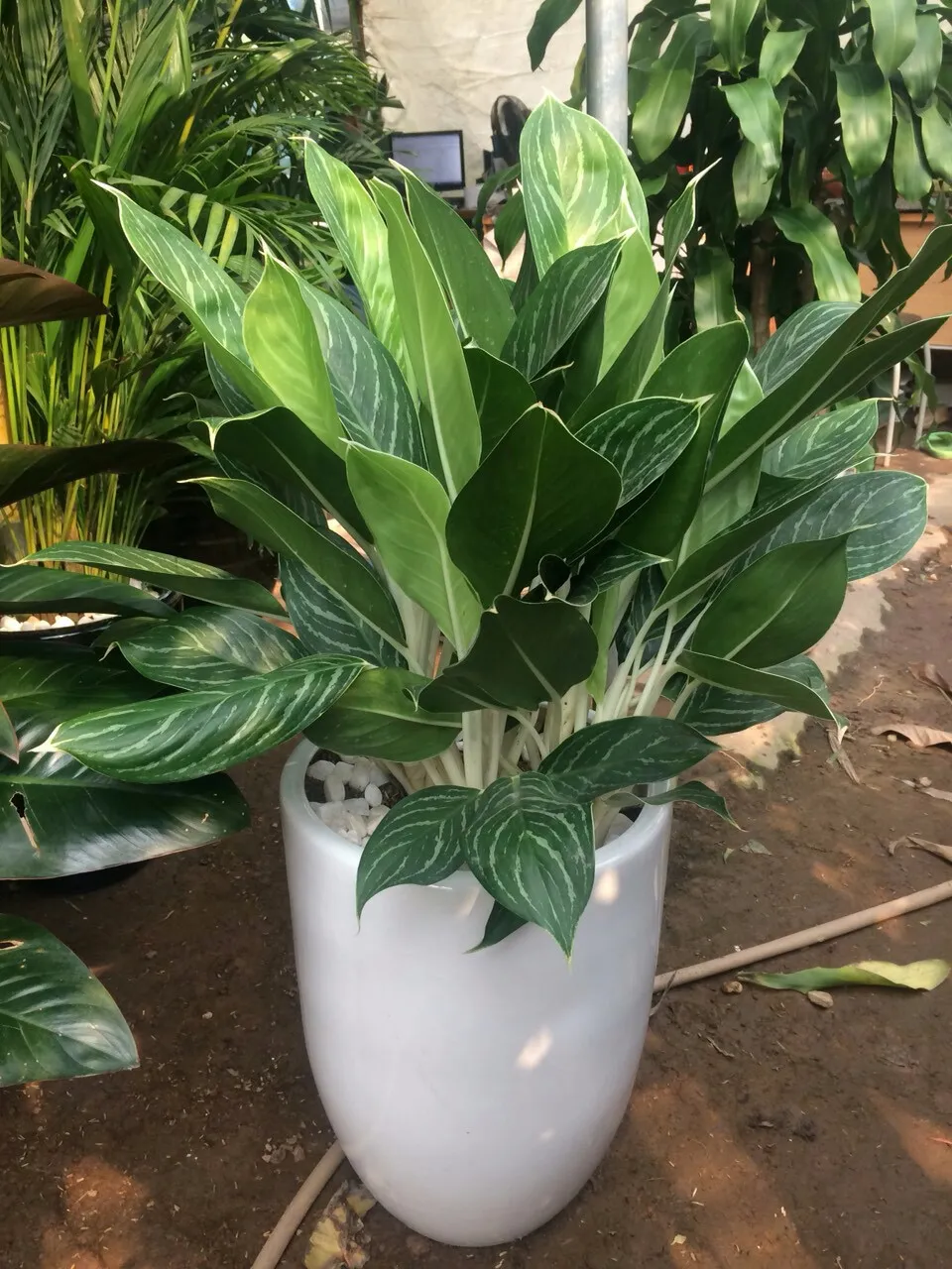 cây bạch mã hoàng tử hợp với tuổi dần