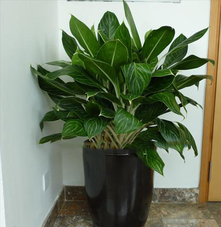 cây bạch mã hoàng tử