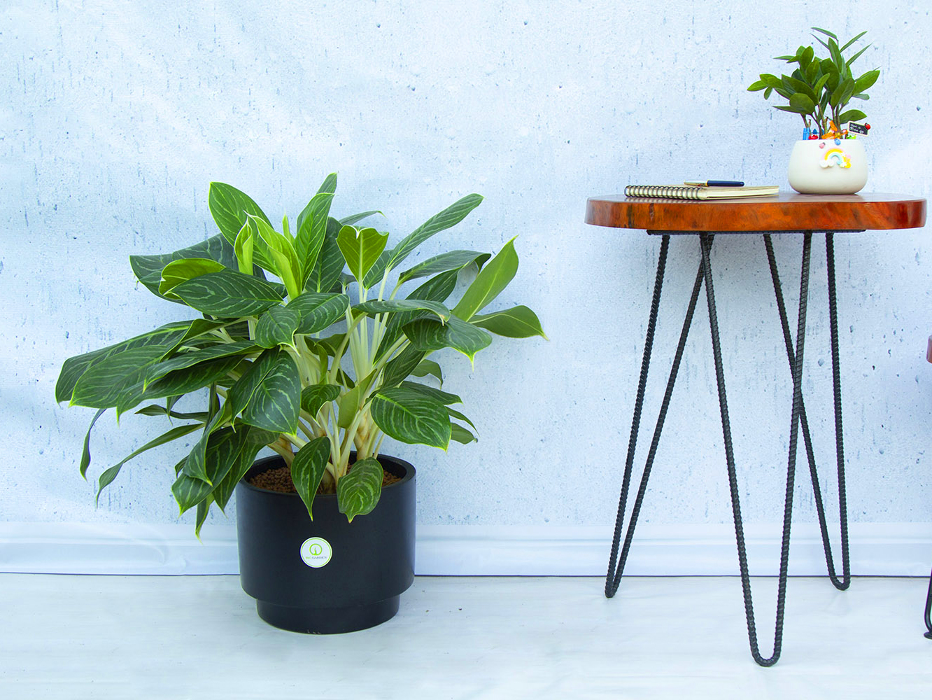 ý nghĩa của cây bạch mã hoàng tử