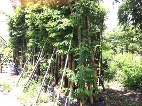 bán cây giáng hướng