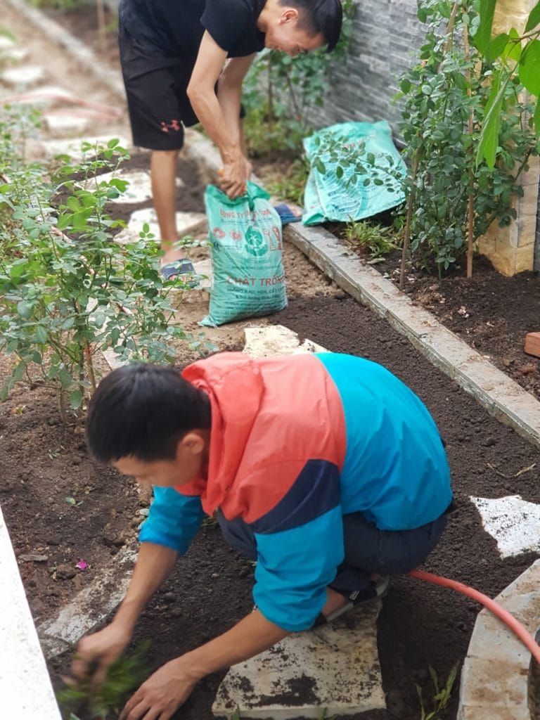 chăm cóc cây cảnh