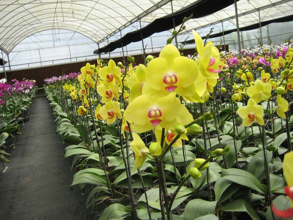vườn lan hồ điệp bán sỉ