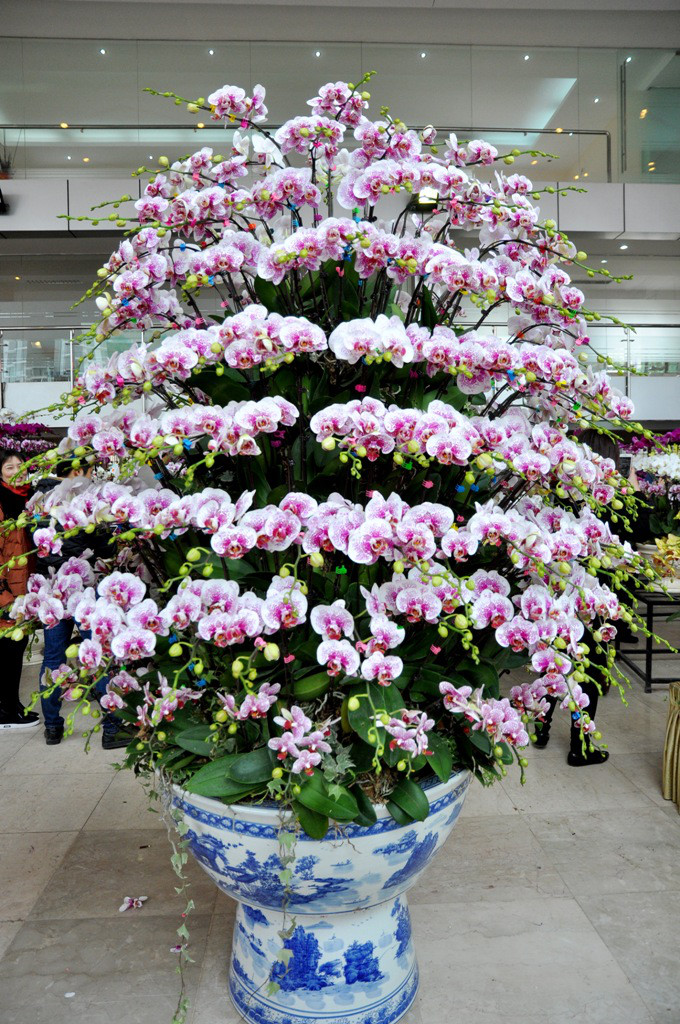 lan hồ điệp đại