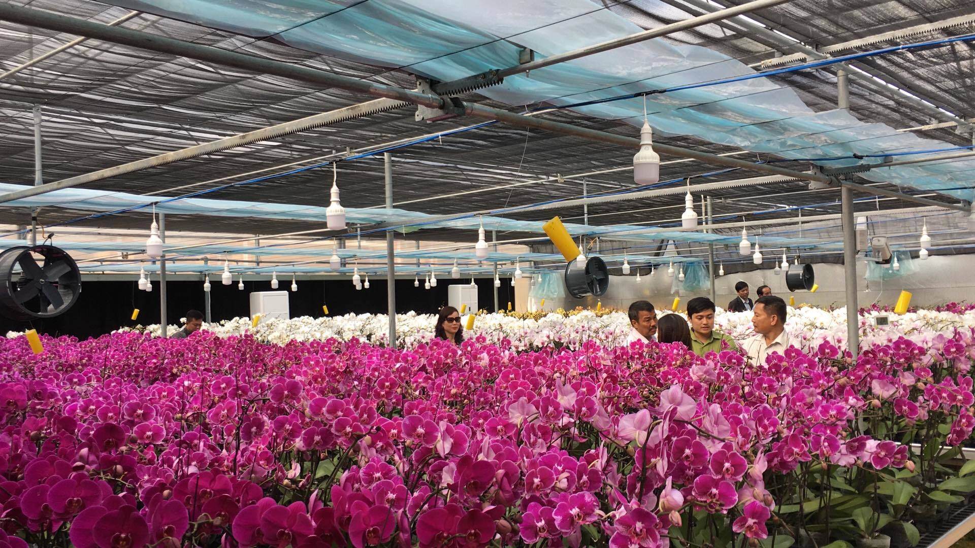 vườn lan hồ điệp bán sỉ