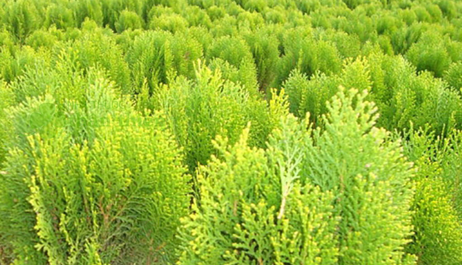 cây trắc bách diệp