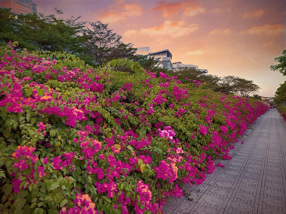 hàng rào cây hoa giấy