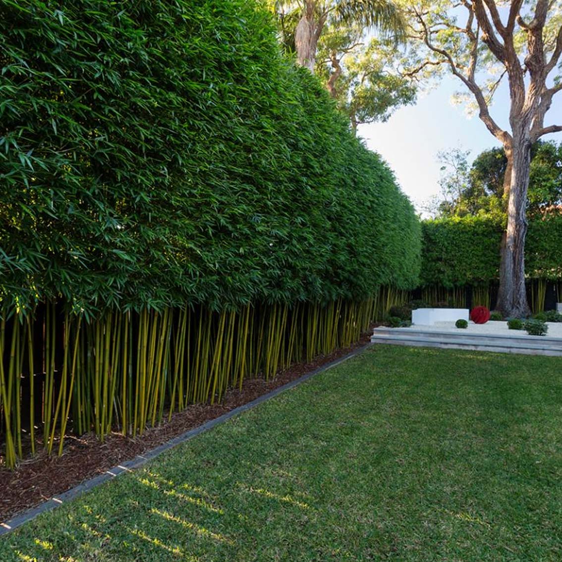 hàng rào tre trúc