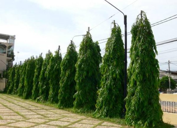 hàng rào cây hoàng nam