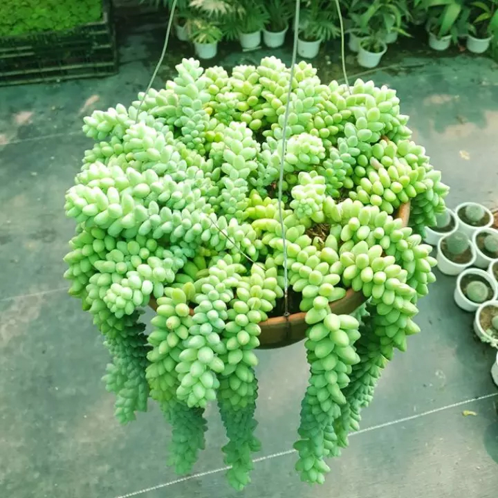 sen đá chuỗi ngọc