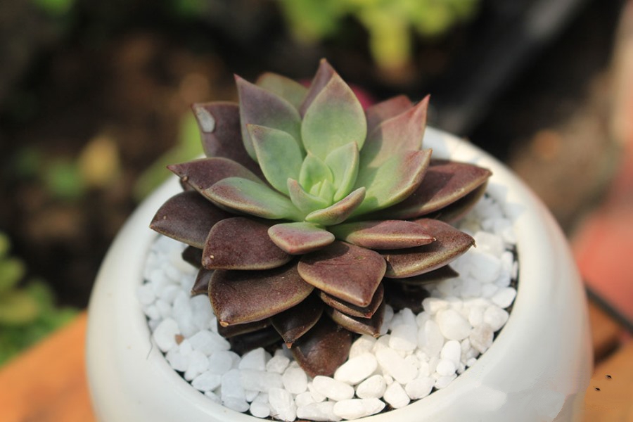 ý nghĩa sen đá mặt trăng