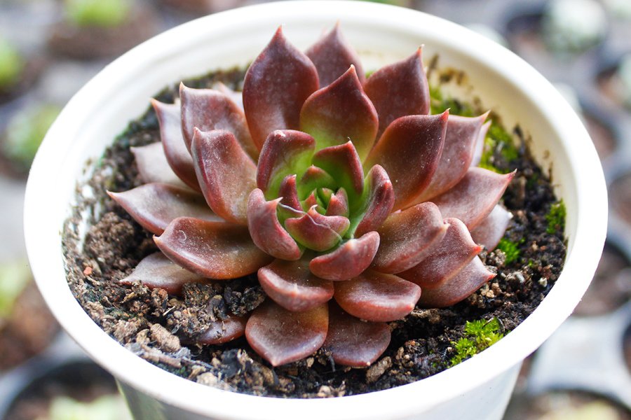 ý nghĩa sen đá nâu