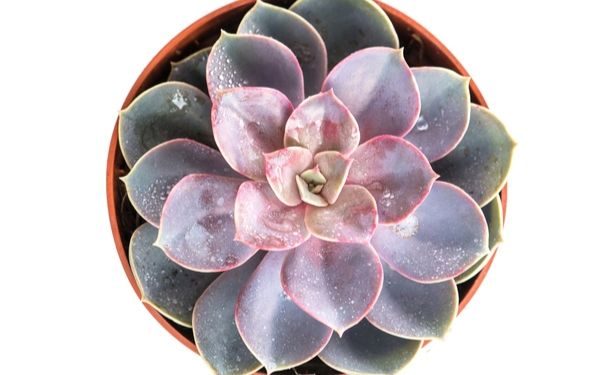 sen đá hồng phấn