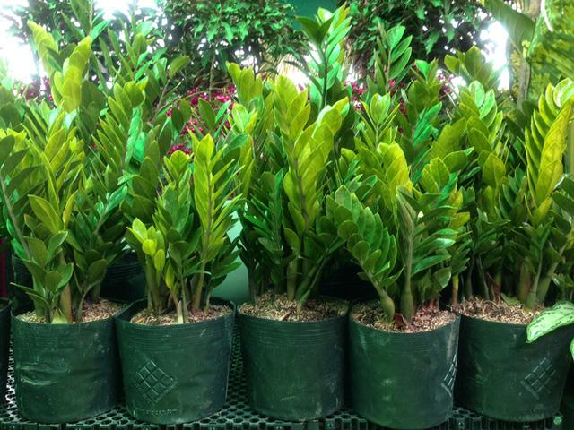 cây kim tiền giá bao nhiêu