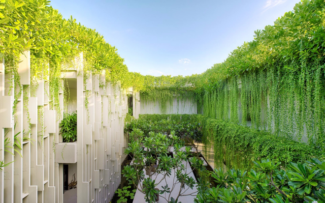 cây cúc tần ấn độ