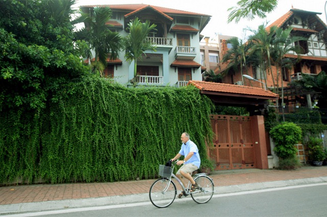 công dụng của cây cúc tần ấn độ