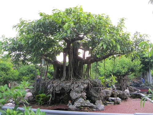 cây đa bonsai