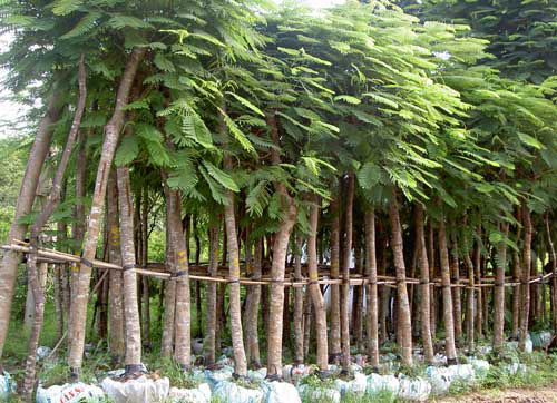 Cây hoa phượng thành phẩm