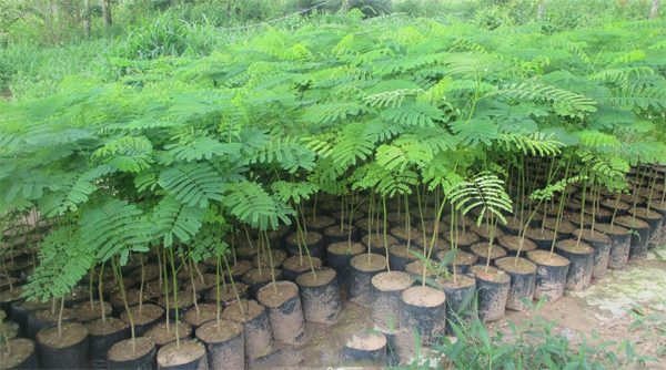 cây hoa phượng con