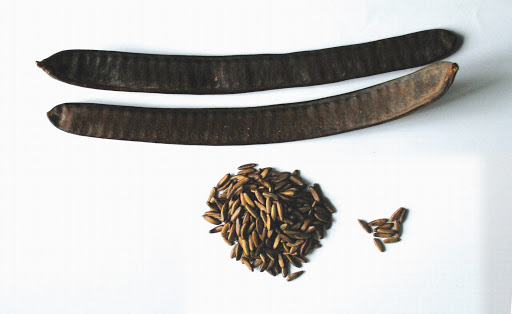 hạt giống hoa phượng