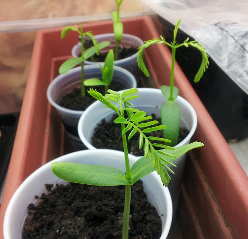 gieo hạt ươm cây hoa phượng vĩ non