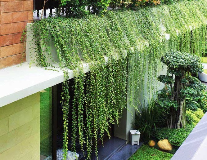 cây cúc tần ấn độ