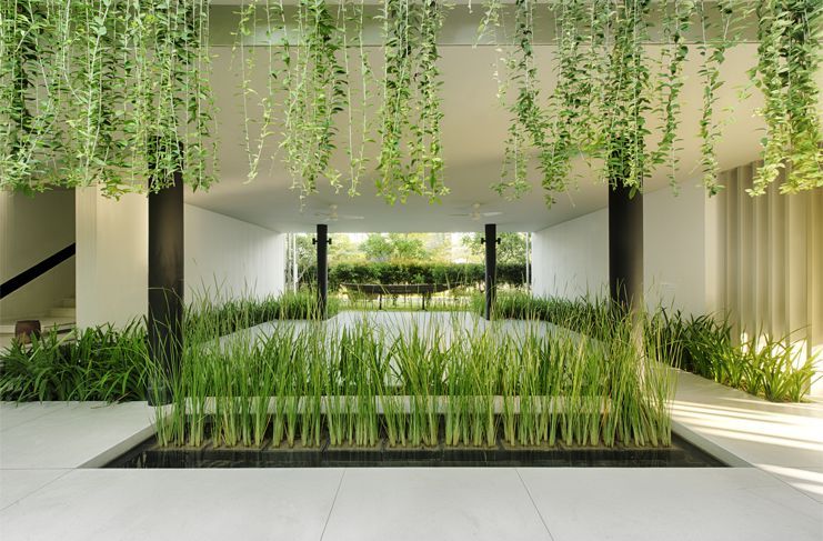 cây cúc tần ấn độ