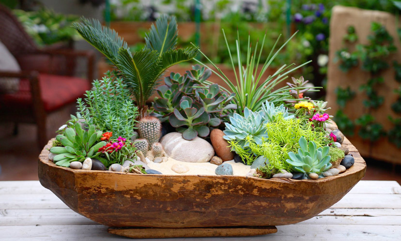 tiểu cảnh terrarium