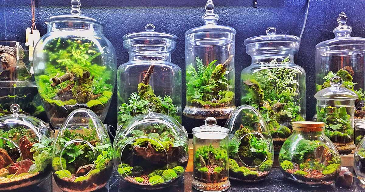 cách làm terrarium