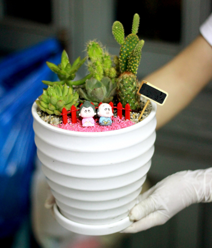 chậu cây terrarium