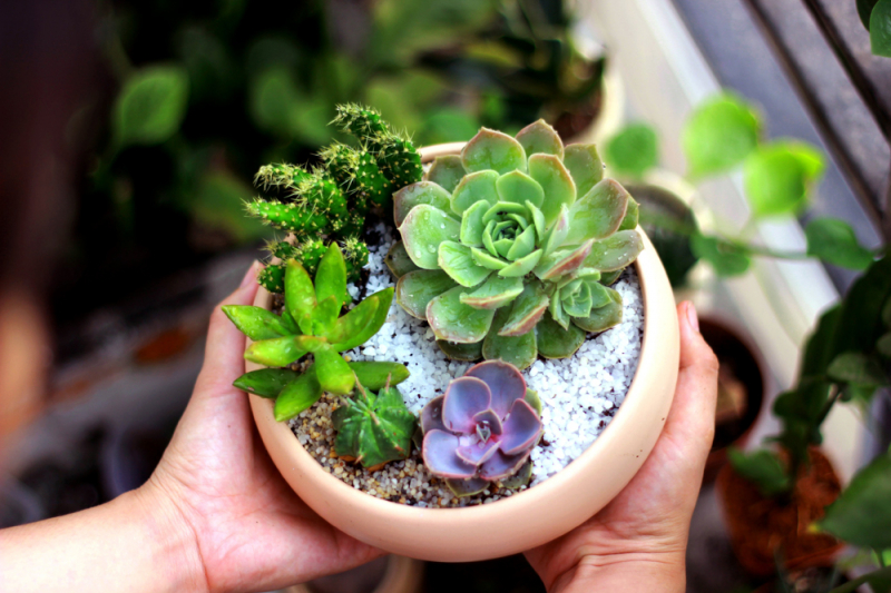 tiểu cảnh terrarium