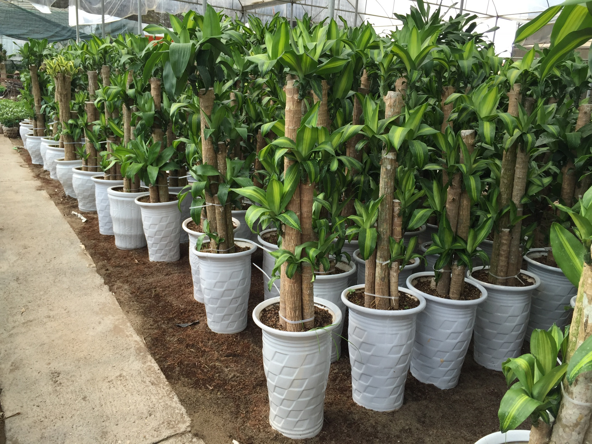 cây thiết mộc lan rất hợp với người tuổi dần